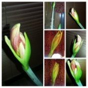 A collage of pictures of an amaryllis slowly blossoming.