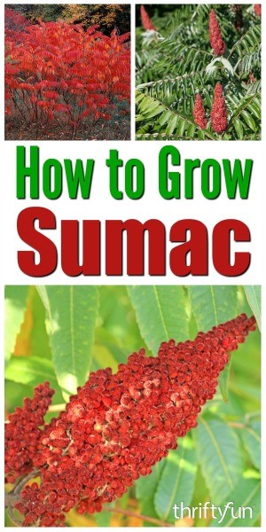 How to Grow Sumac in Your Garden | ThriftyFun