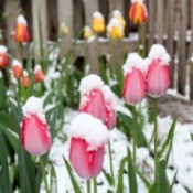 Multi-colored tulip garden covered in fluffy snow
