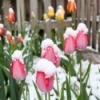 Multi-colored tulip garden covered in fluffy snow