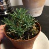 Identifying a Houseplant - small multi branched green plant from side