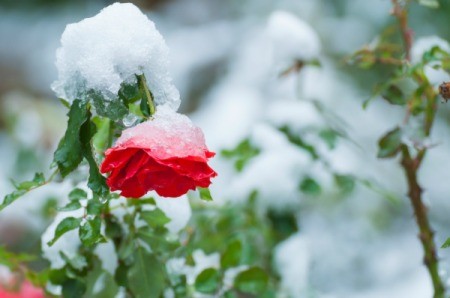 Red Rose covered in snow.