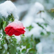 Red Rose covered in snow.