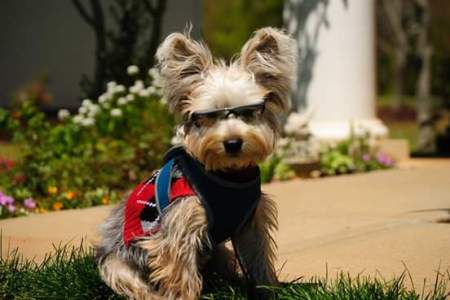 Chewbacca (Yorkie) - dog in red sweater