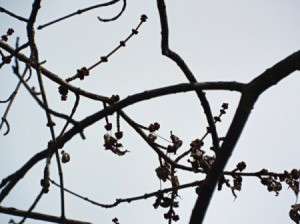Curing Winter Blahs - Maple tree budding