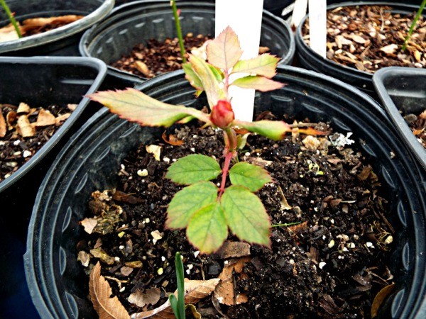 Curing Winter Blahs - first rose of the year