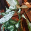 Identifying a Houseplant - plant with creamy white leaves specked with green