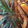 Identifying a Houseplant - dracaena like plant