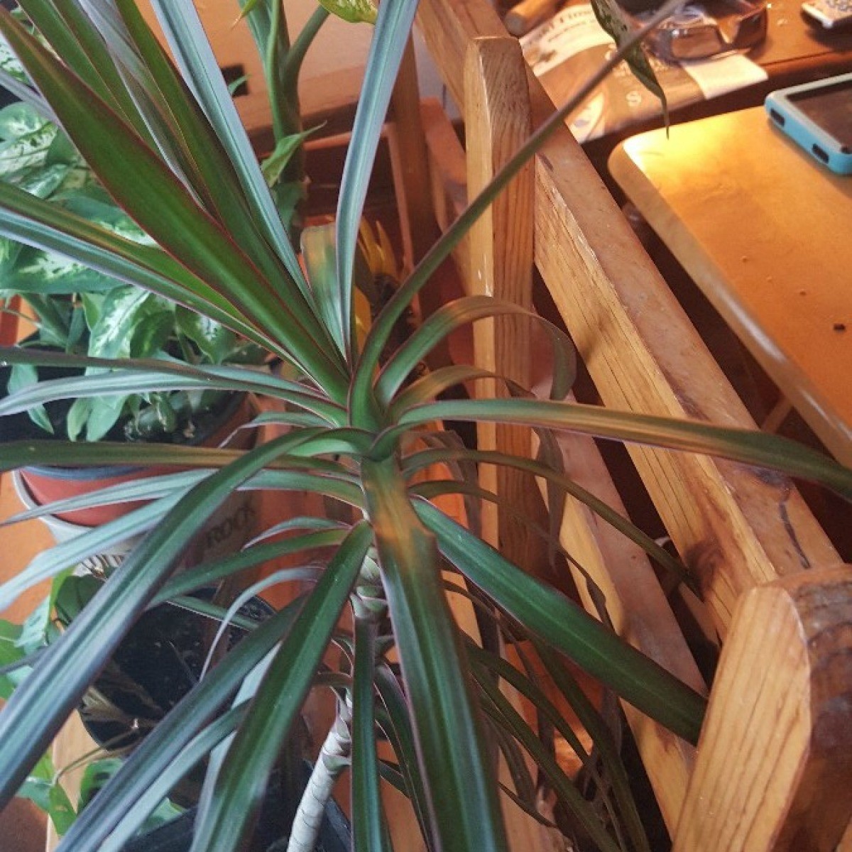 Identifying a Houseplant (Dracaena Marginata)? | ThriftyFun