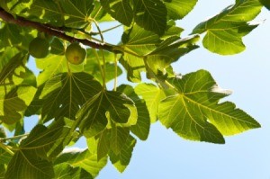 Green, unripe figs, growing on a fig tree.