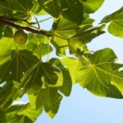 Green, unripe figs, growing on a fig tree.