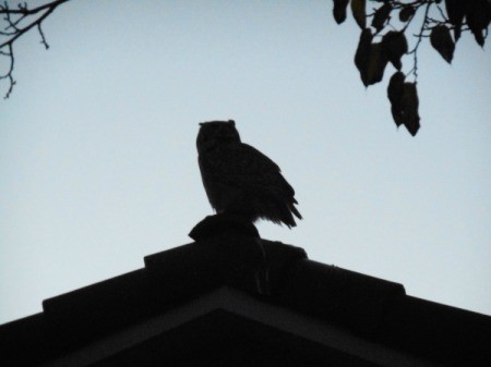 Before Winter Settled In - owl on roof peak