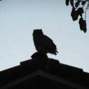 Before Winter Settled In - owl on roof peak