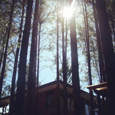 The sun glimmering through tall trees.