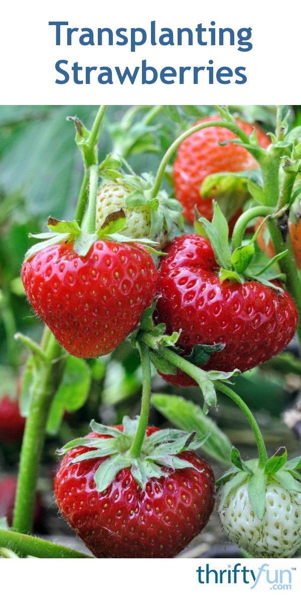 Transplanting Strawberries ThriftyFun