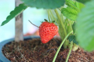 Growing Strawberries in a pot.