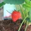 Growing Strawberries in a pot.