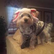 Chewbacca (Yorkie) - wearing a sheep ears hat and a gray and white sweater