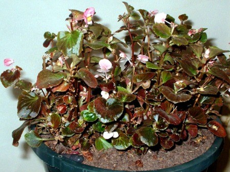 My Faithful Begonias - wax begonia