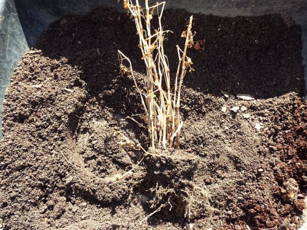 My Faithful Begonias - seemingly dead begonia