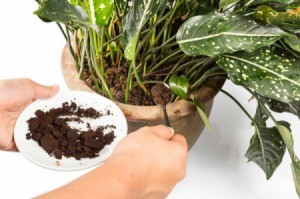 Spooning coffee ground into a plants soil.