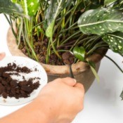 Spooning coffee ground into a plants soil.