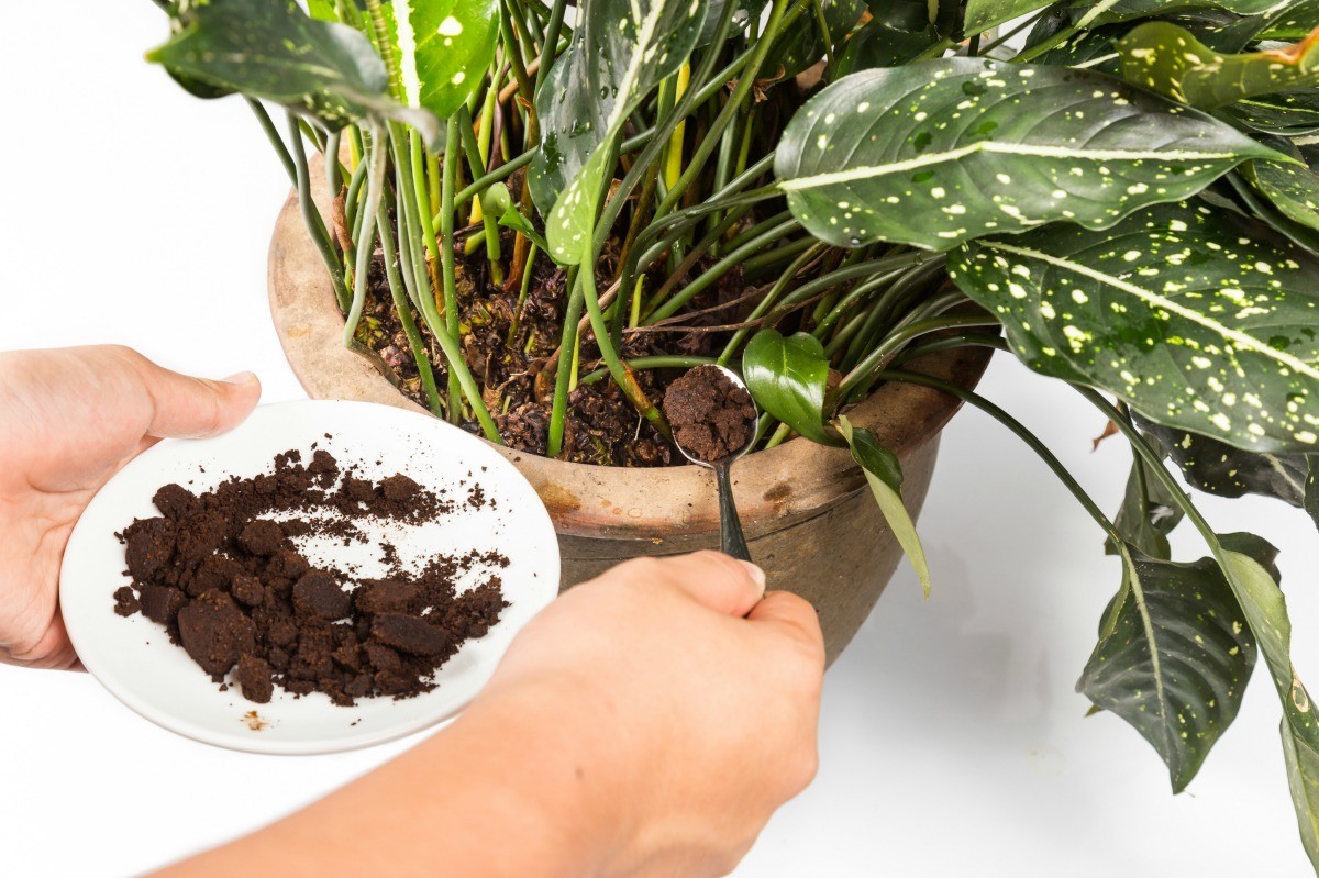 are coffee grounds good for spider plants