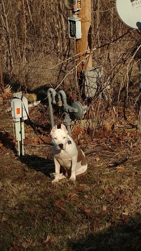 Is My Dog a Full Blooded Pit Bull? - brown splotched white dog