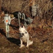 Is My Dog a Full Blooded Pit Bull? - brown splotched white dog