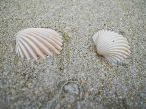 Two seashells in the sand.