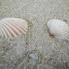 Two seashells in the sand.