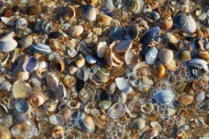 A shorefull of different sized seashells.