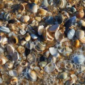 A shorefull of different sized seashells.