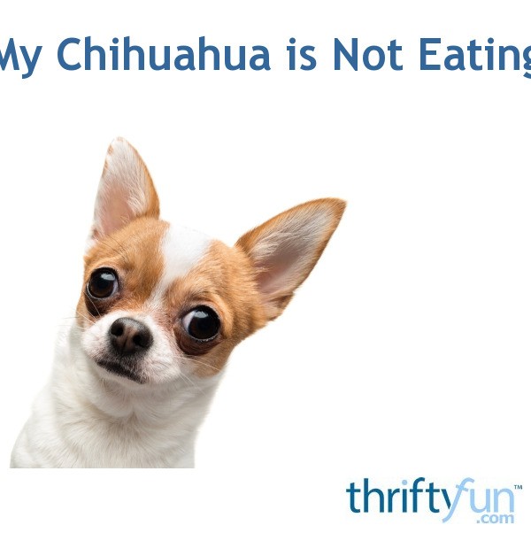 My Chihuahua is Not Eating? ThriftyFun