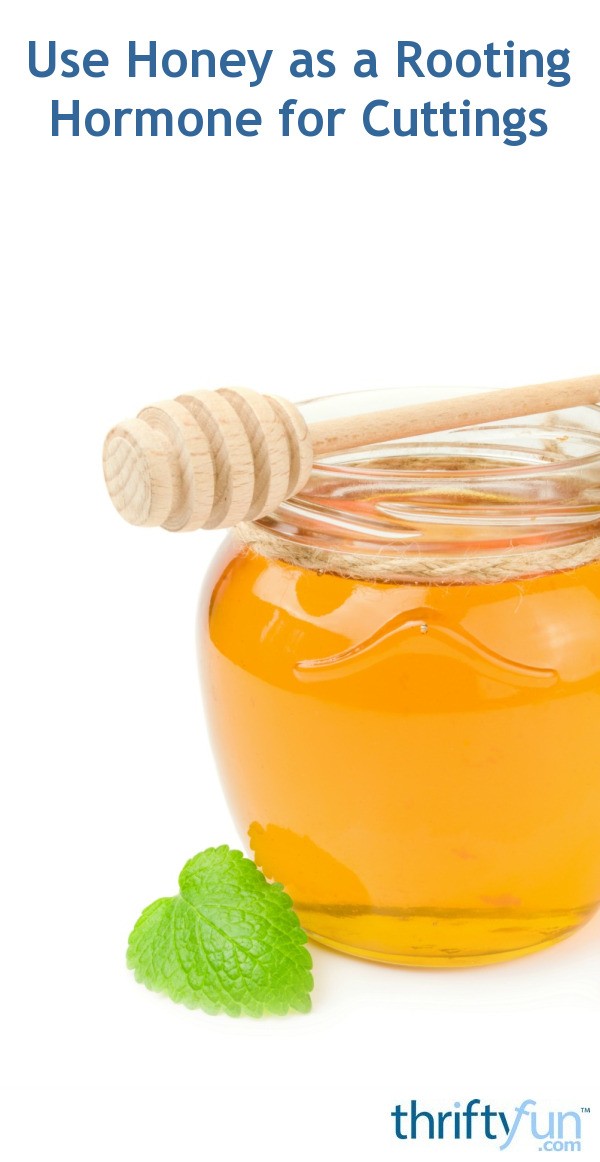 Using honey to root cuttings thriftyfun