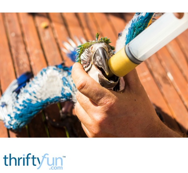 Giving Medicine to a Pet Bird ThriftyFun