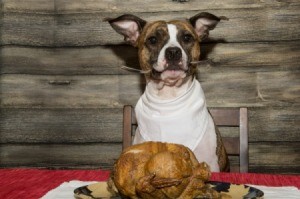 Dog sitting at a table with a roasted poultry on plate.
