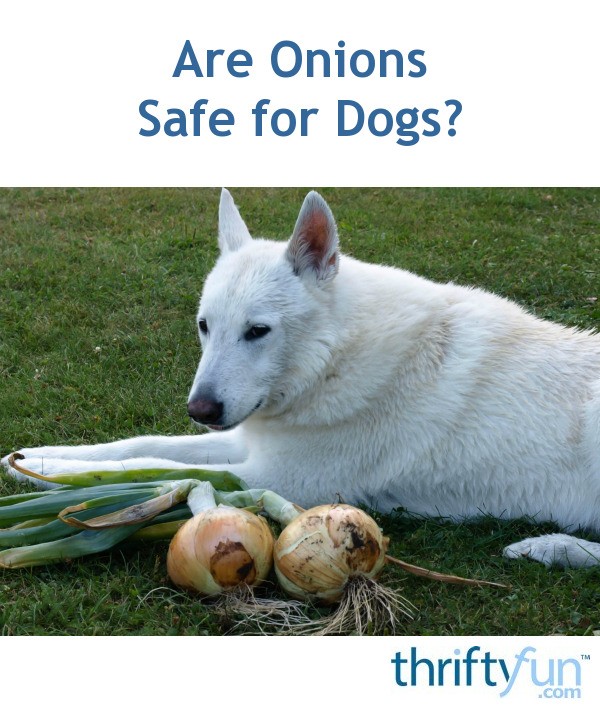 Are Onions Safe for Dogs? ThriftyFun