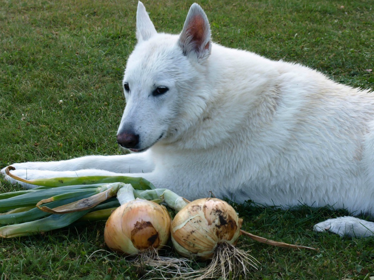 Are Onions Safe for Dogs? ThriftyFun