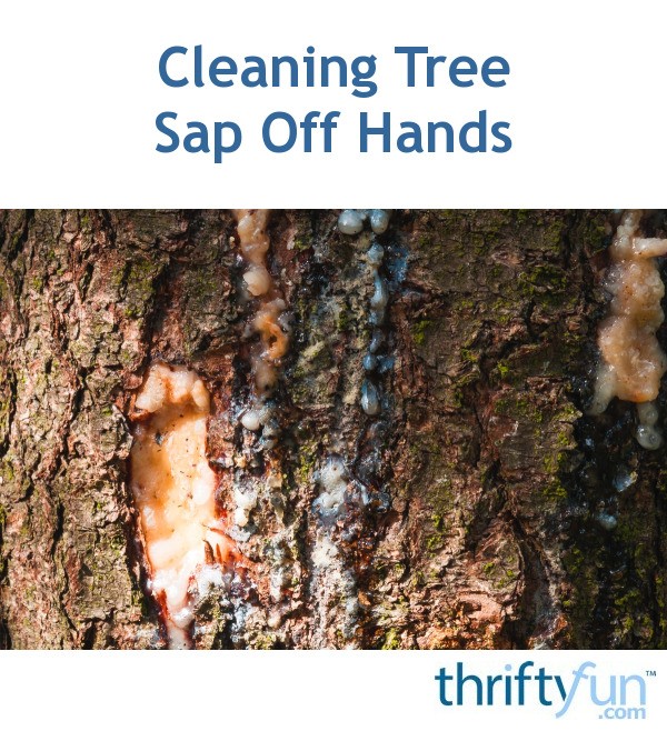 Cleaning Tree Sap Off Hands ThriftyFun