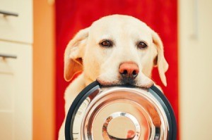 A dog waiting to be fed with his food dish.