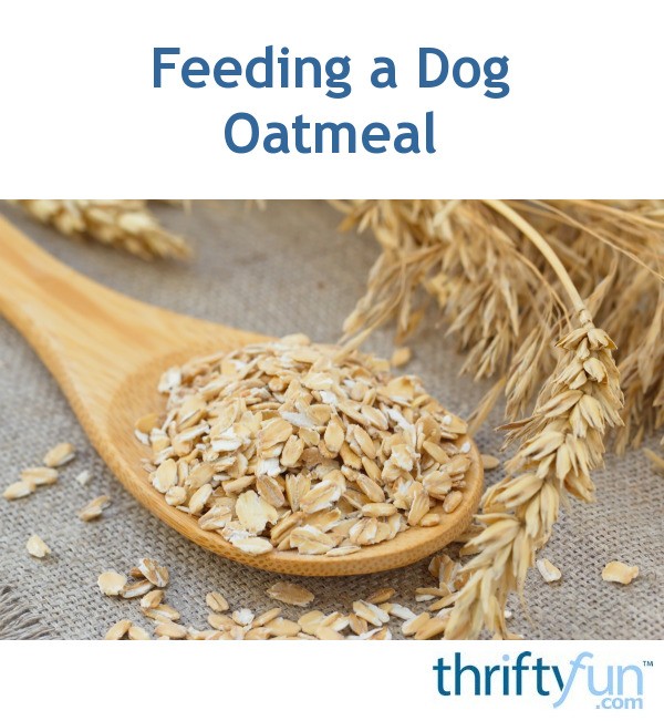 Feeding a Dog Oatmeal? ThriftyFun