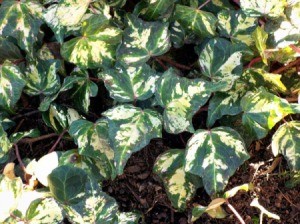 What Is The Name Of This Ivy? - variegated free and white ivy