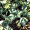 What Is The Name Of This Ivy? - variegated free and white ivy