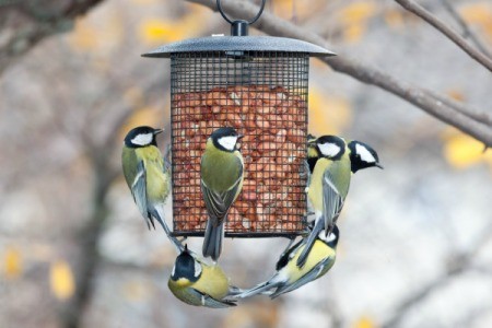 A bunch of birds at an garden birdfeeder.