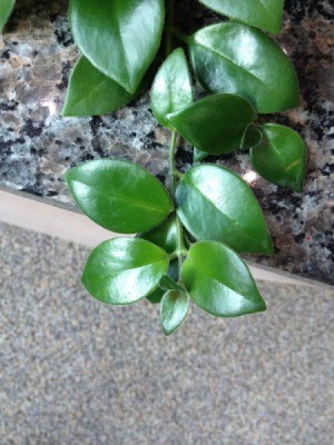 Identifying a Houseplant - plant with medium green leaves shaped like camellia leaves