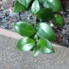 Identifying a Houseplant - plant with medium green leaves shaped like camellia leaves