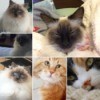 Cat Spraying Inside - montage of cat photos