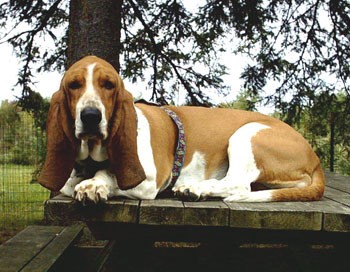 Chloe - Basset Hound