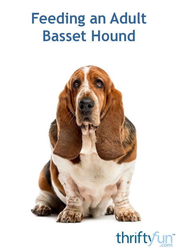 feeding an adult basset hound? thriftyfun